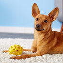 JW Pet Hol-ee Football Rubber Dog Toy, Color Varies - Petanada