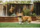 P.L.A.Y Pet Tug Rope Dog Toy