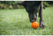 P.L.A.Y Novaflex Nova Ball Dog Toy in canada