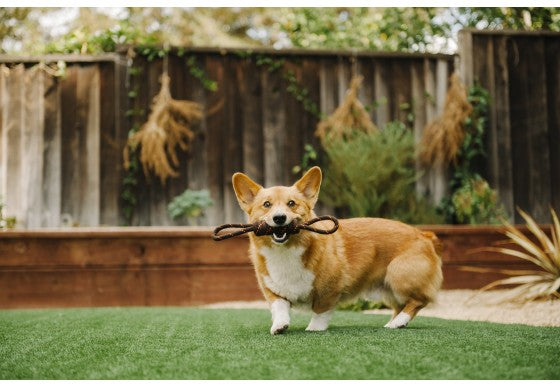 P.L.A.Y Pet Tug Rope Dog Toy
